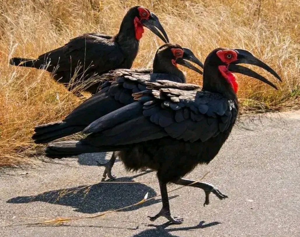 Belebo Safaris (2)