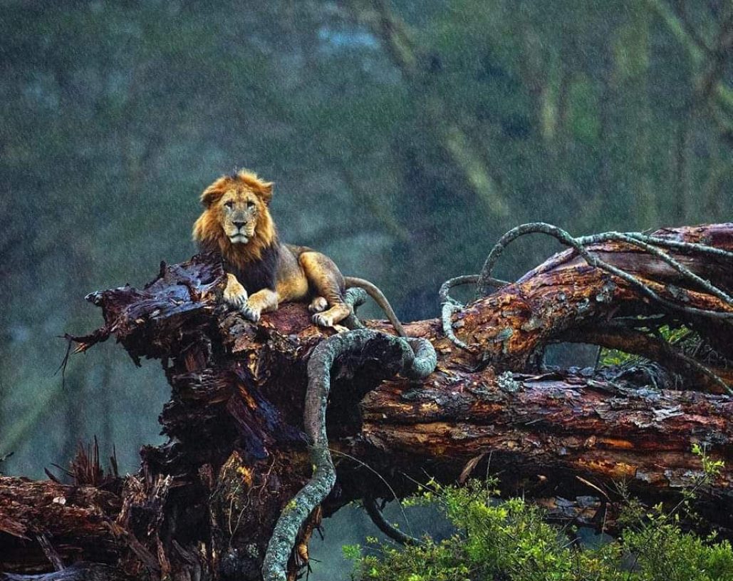Belebo Safaris (3)