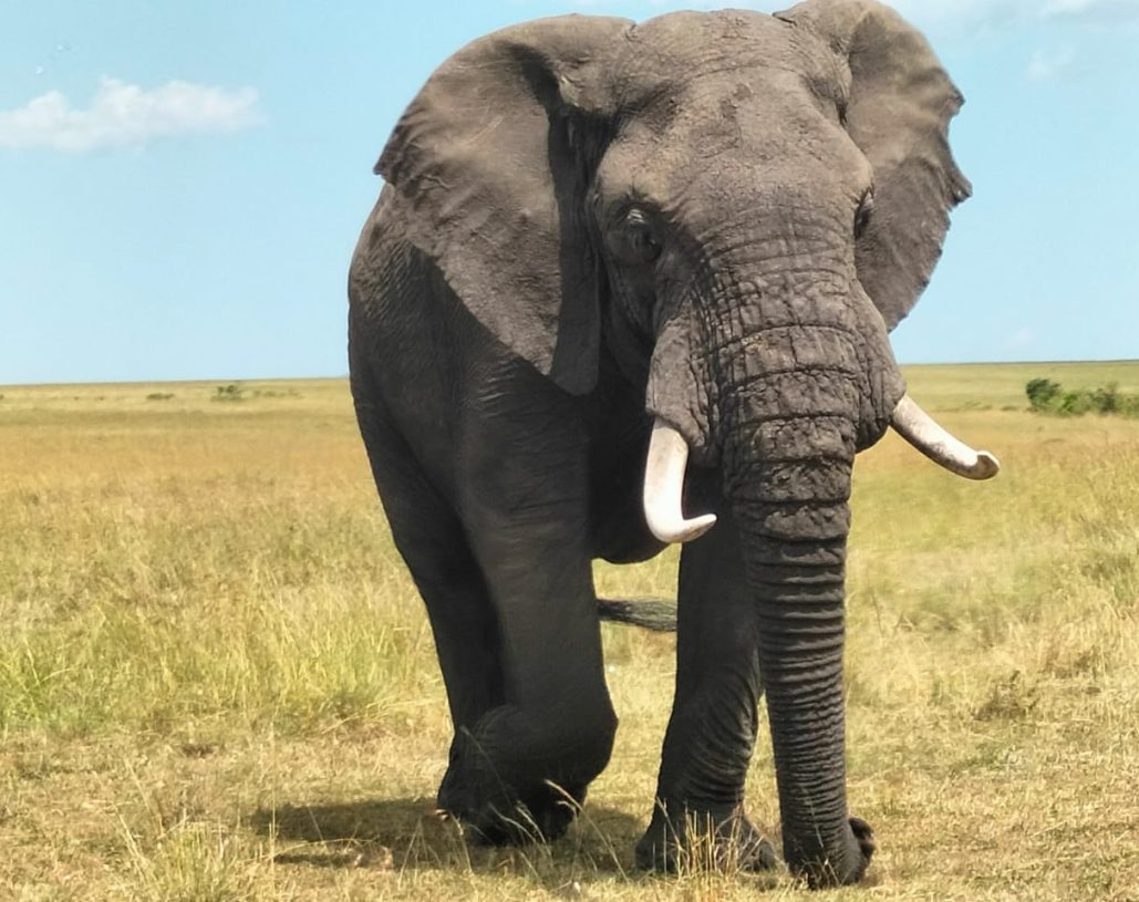belebo safaris (2)