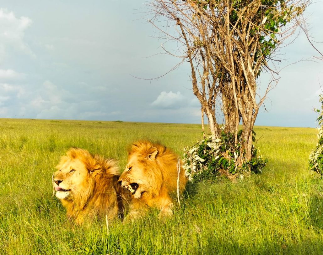 belebo safaris (3)