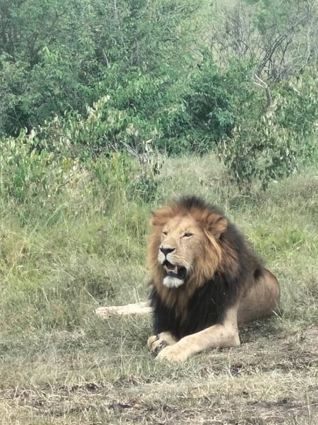 belebo safaris (4)