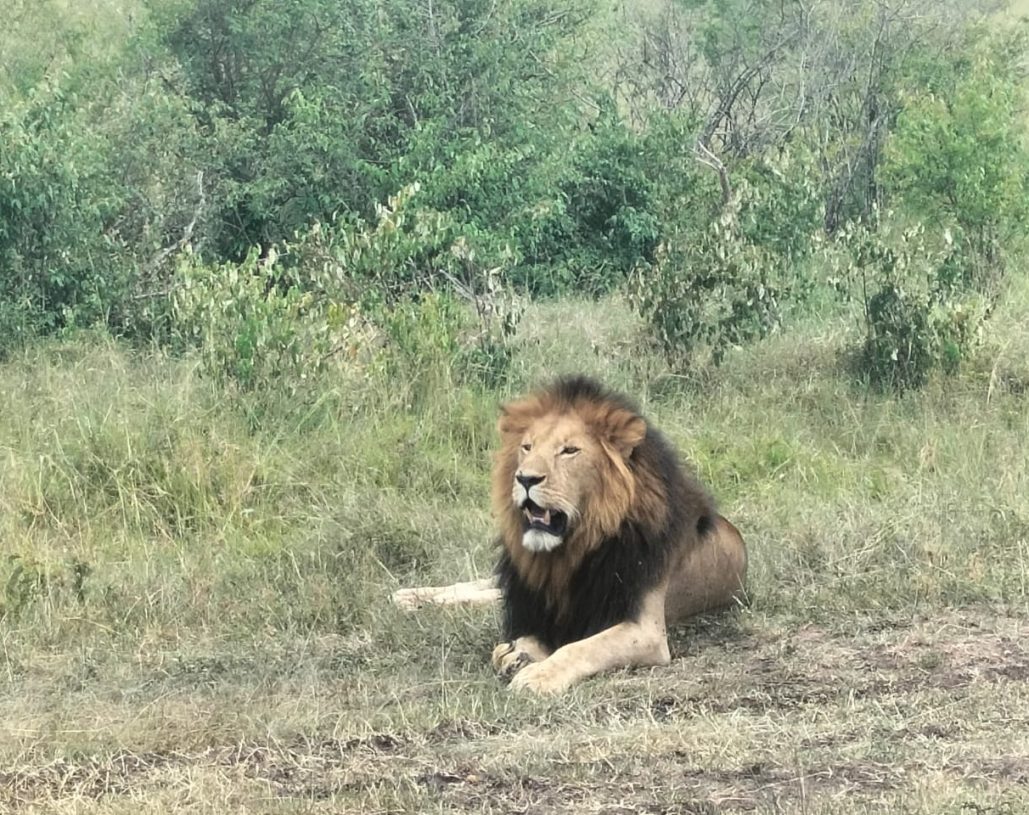 belebo safaris (4)
