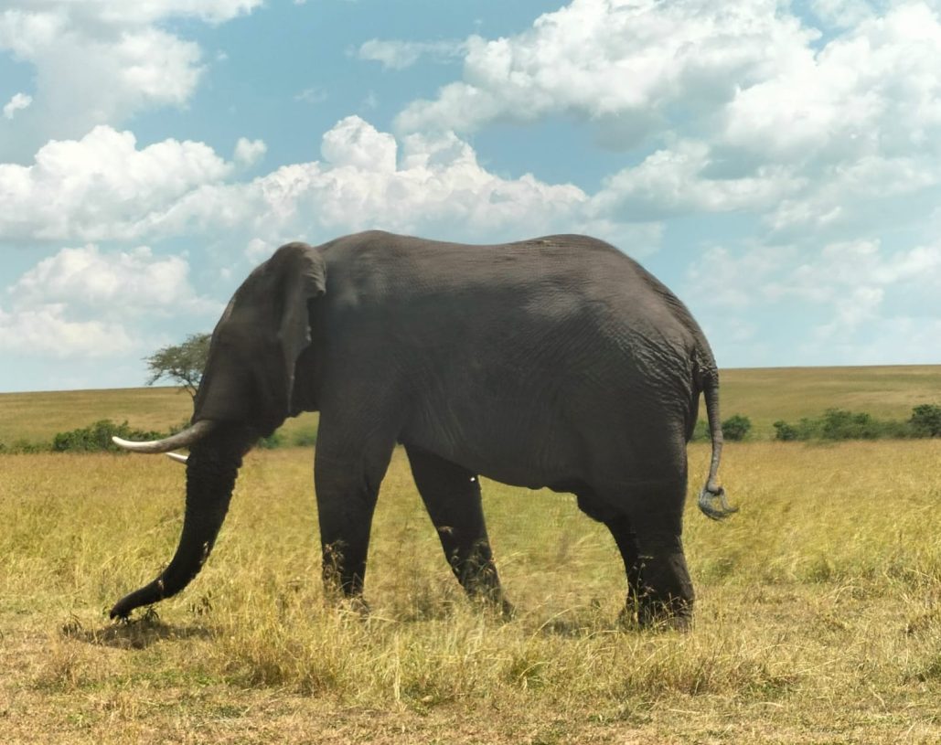 belebo safaris (6)