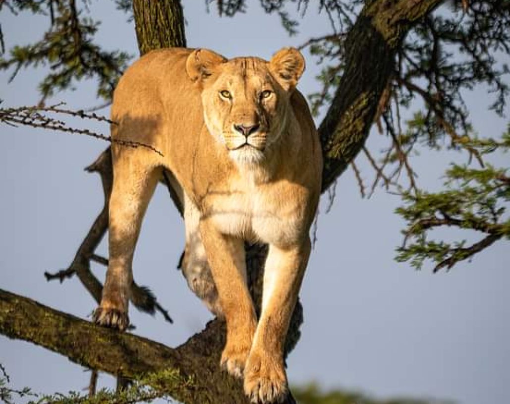 lion belebo safari